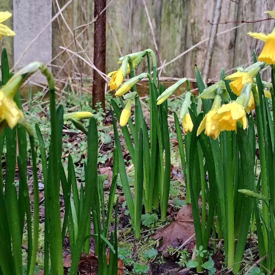 click to see larger image Busy day at the garden
