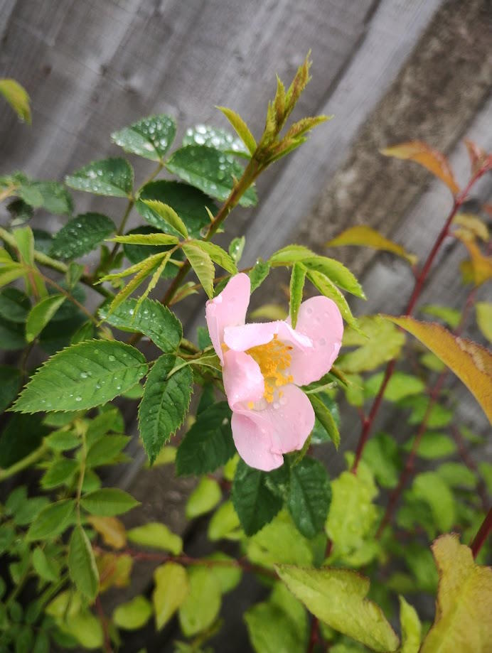 click to see larger image native hedge at the community garden
