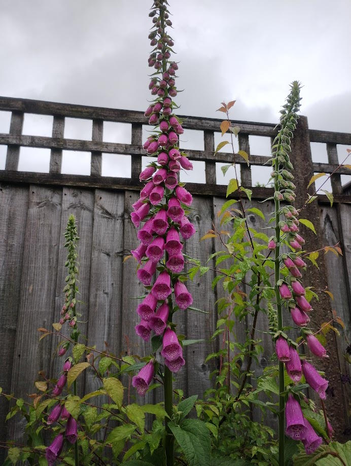 click to see larger image native hedge at the community garden