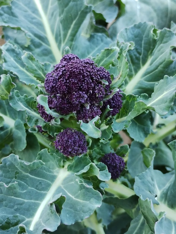 quick visit to garden