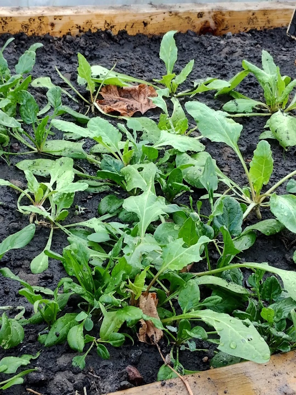 quick visit to garden