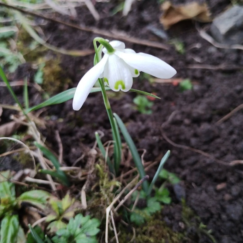 click to see larger image snowdrops are blooming
